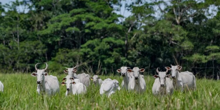 Nova regra para pecuária deve reduzir risco de desmatamento