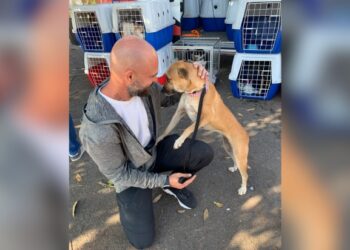 Animais resgatados das enchentes no Rio Grande do Sul são adotados em Brasília