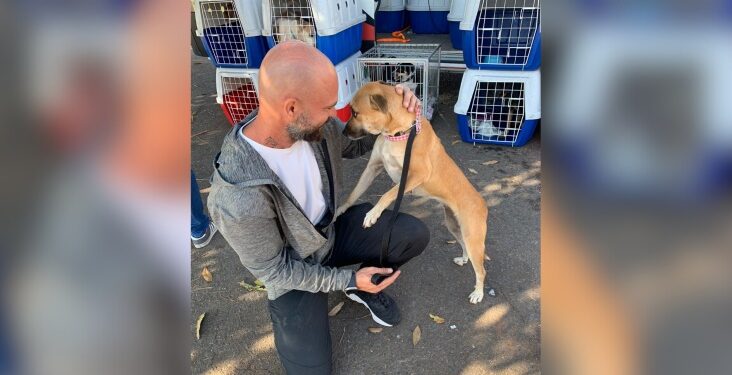 Animais resgatados das enchentes no Rio Grande do Sul são adotados em Brasília