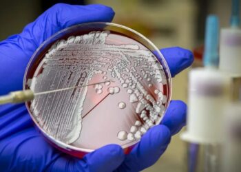 A bactéria Staphylococcus aureus é resistente à meticilina e está na lista da OMS de patógenos perigosos para a saúde humana Rodolfo Parulan Jr./GettyImages