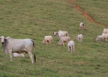 Semana começa com preço do boi gordo em queda