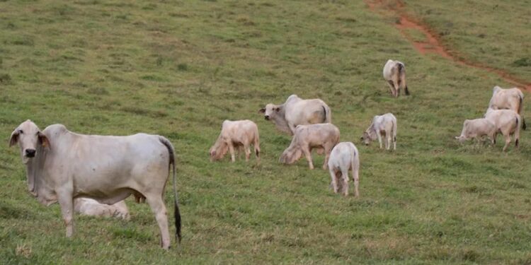 Semana começa com preço do boi gordo em queda