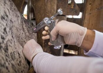 Brasil buscará reconhecimento de país livre de aftosa sem vacinação em agosto