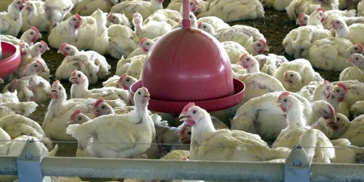 Preços da carne de frango registraram novas quedas em abril, informa Cepea