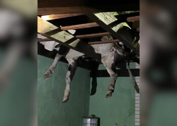 Boi fica preso em telhado de casa em SC Divulgação/ CBMSC