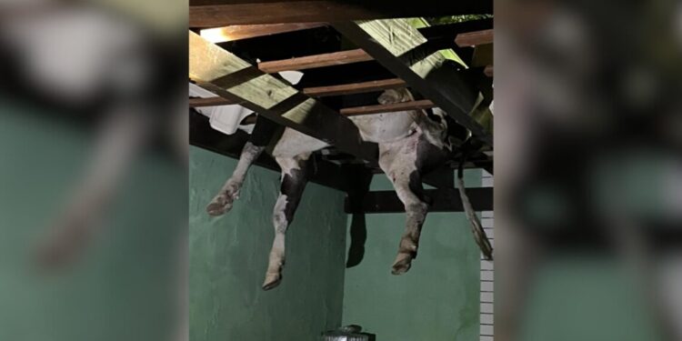 Boi fica preso em telhado de casa em SC