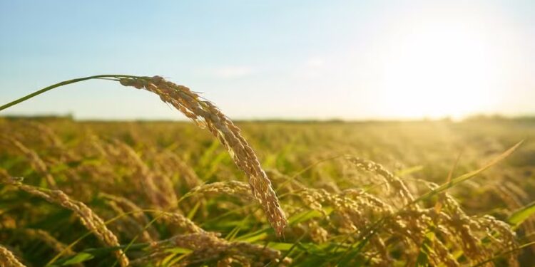 Produtores contrataram mais de 21 mil apólices de seguro rural em 2024