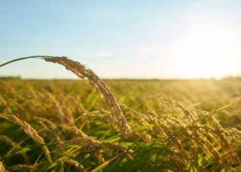 Importação de arroz é alvo de críticas de produtores: ‘Impensada e descabida’