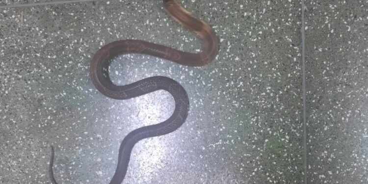 Os 7 indícios de que a serpente do Instituto Butantan foi furtada