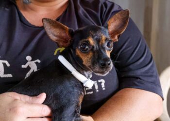 Semus leva ação de encoleiramento e testagem para leishmaniose para região Norte de Palmas