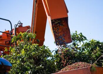 Colheita de café chega a 15% da estimativa de produção do país