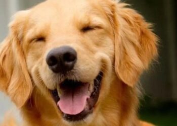 Cão Joca, de 5 anos, morto após transporte aéreo Reprodução/Instagram