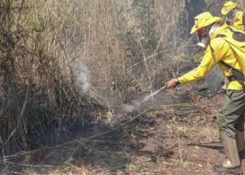 Queimadas destruíram área equivalente a 828 mil campos de futebol e atingiram terras indígenas, diz MP