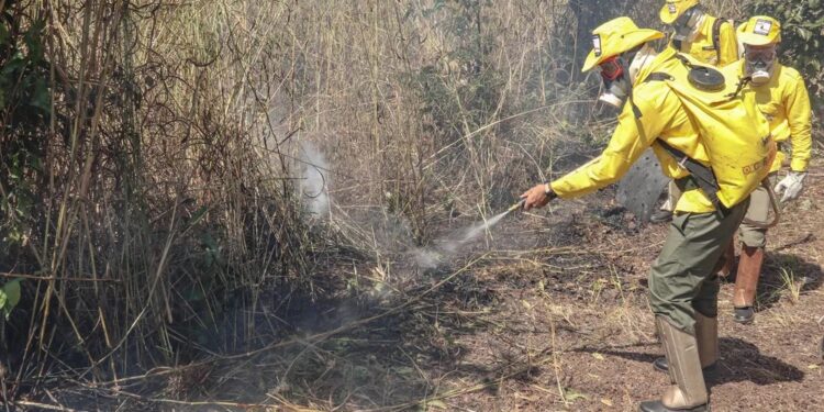 Queimadas destruíram área equivalente a 828 mil campos de futebol e atingiram terras indígenas, diz MP