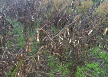 Tragédia no RS deve reduzir produção nacional de soja em 2 milhões de toneladas