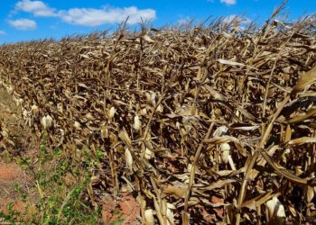 Colheita de milho começa a ganhar ritmo, mas preços seguem firmes