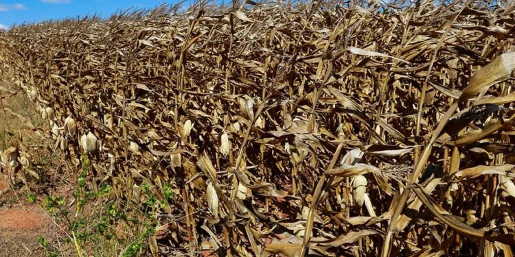 Colheita de milho começa a ganhar ritmo, mas preços seguem firmes