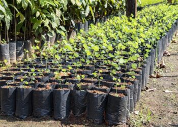 crédito foto: Regiane Rocha/Secom Palmas