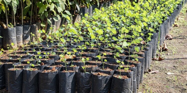 Moradores da Capital podem obter mudas de ipês e espécies frutíferas no Horto Florestal