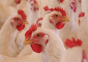 Custos de produção de frangos e suínos acumulam queda em 2024