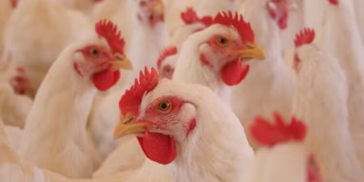 Custos de produção de frangos e suínos acumulam queda em 2024