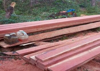 Suspeito de comercializar madeira de reserva legal é alvo de operação da PF