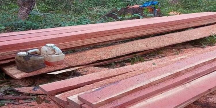 Suspeito de comercializar madeira de reserva legal é alvo de operação da PF