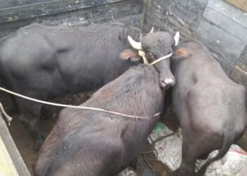 Cerca de 280 búfalos podem ter sido levados pelas chuvas no RS