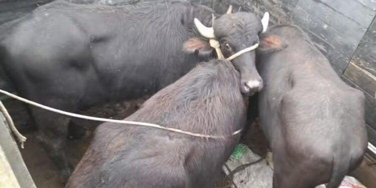 Búfalos resgatados foram reconduzidos à Ilha do Lages — Foto: Ascribu
