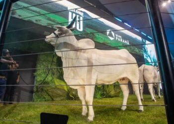 Leilão de gado nelore fatura mais de R$ 71,8 milhões — Foto: Randes Filho