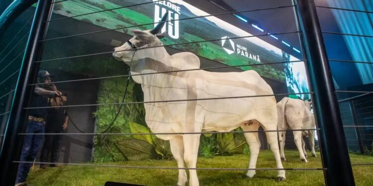 Leilão de gado nelore fatura mais de R$ 71,8 milhões — Foto: Randes Filho