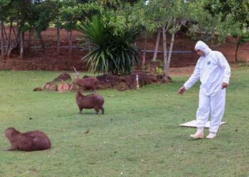 Saúde monitora espécies de carrapatos do Parque Cesamar para combater doenças