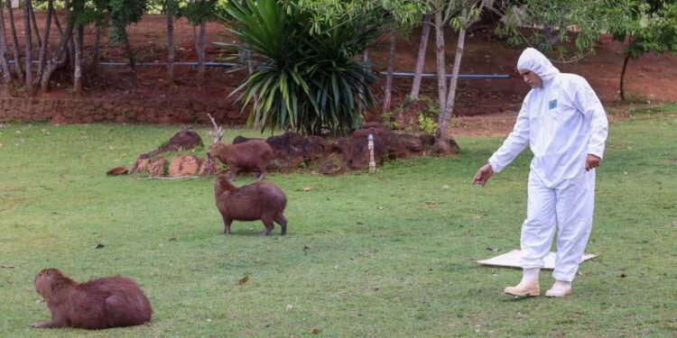 Coleta de carrapatos no Parque Cesamar — Foto: Luciana Pires/Secom Palmas