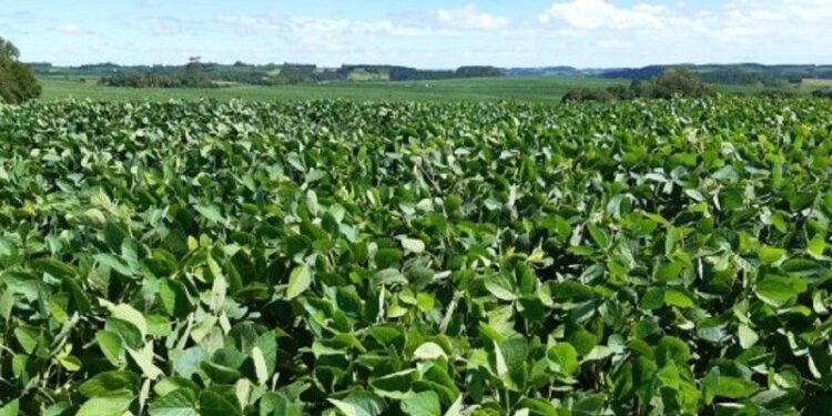Soja responde por 68% do prejuízo na agricultura do RS após chuvas, diz Emater