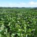 Soja responde por 68% do prejuízo na agricultura do RS após chuvas, diz Emater
