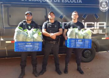 Itens como alface, jiló, pimenta, cebola, coentro e manjericão foram doados, garantindo alimentação saudável. Créditos: Divulgação Seciju/Governo do Tocantins.