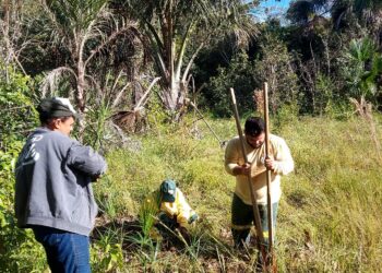 Equipe do PEC realiza plantio de mudas de árvores frutíferas