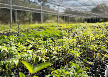 Ação alusiva a Semana do Meio Ambiente realiza distribuição de mudas nativas nesta sexta-feira