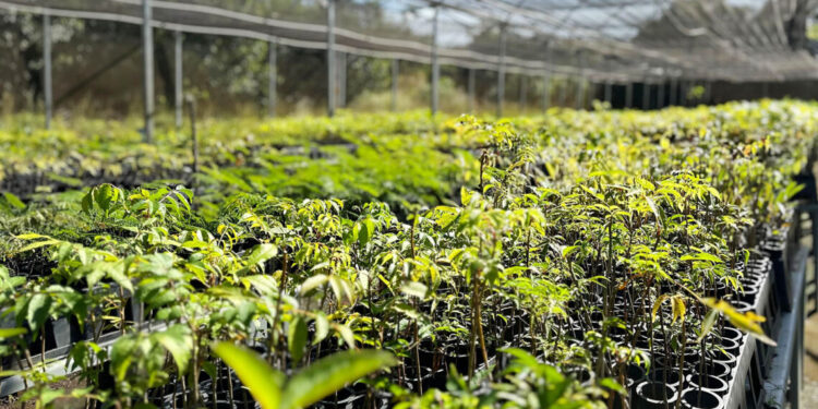 Ação alusiva a Semana do Meio Ambiente realiza distribuição de mudas nativas nesta sexta-feira