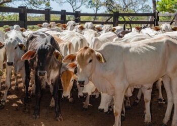 Bezerras entre 3 e 8 meses de idade devem ser vacinadas contra a brucelose. Foto - Keven Lopes / Governo do Tocantins