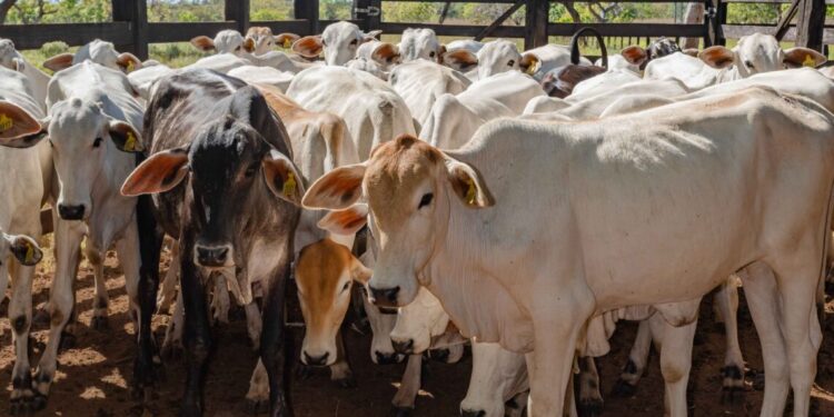 Campanha de vacinação contra brucelose para bezerras entre 3 e 8 meses de idade encerra dia 30 de junho
