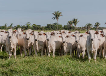 Tocantins chegou a 11,5 milhões de bovídeos. Foto - Keven Lopes / Governo do Tocantins