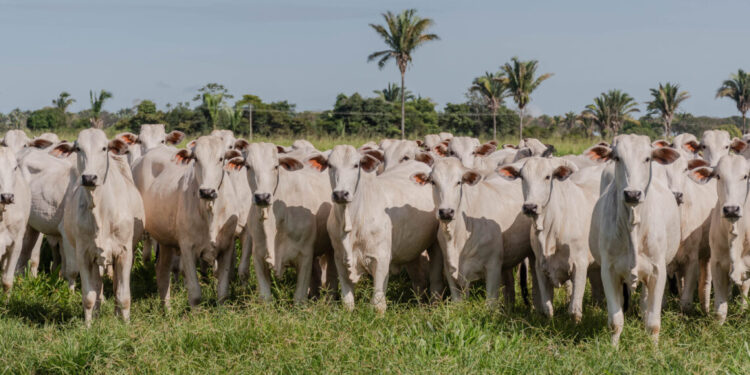 Governo do Tocantins comemora índice de 95,3% na campanha de declaração de propriedades rurais com bovídeos