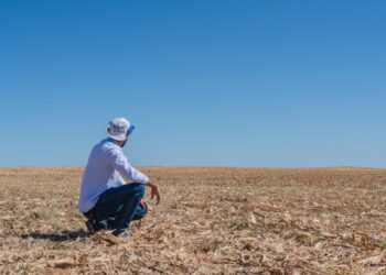 Durante o vazio sanitário é proibido o plantio e a manutenção de plantas vivas de soja em lavouras de sequeiro em todo o Estado
