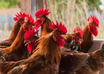 Os estudos visam a manutenção dos status sanitários conquistados pelo Tocantins de livre dessas doenças