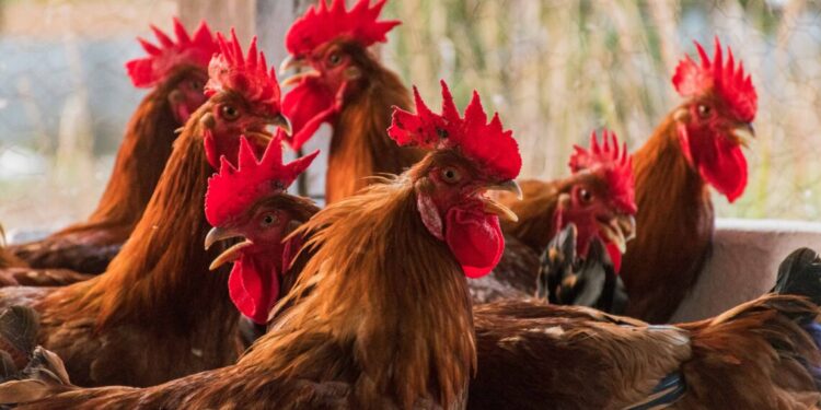 Governo do Tocantins finaliza estudos sorológicos para comprovação de ausência de doenças em aves e suínos