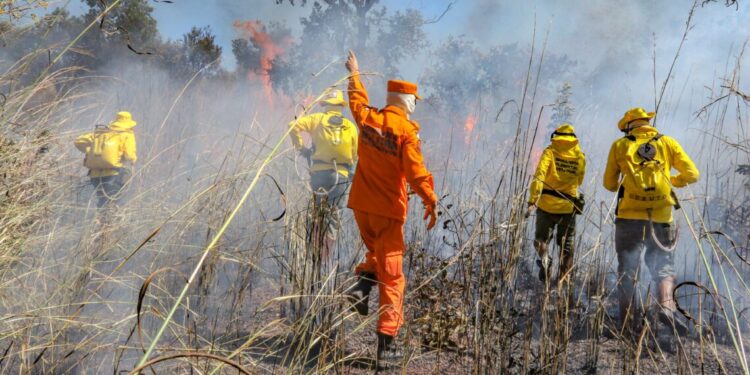 Governo do Tocantins firma Pacto Interfederativo para o Combate aos Incêndios no Pantanal e na Amazônia junto a outros nove estado e União