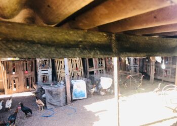 Cerca de 50 galos de briga foram encontrados na residência do agressor