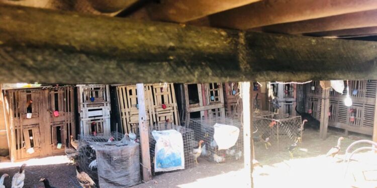 Homem investigado por agredir e manter a própria companheira em cárcere privado é preso pela Polícia Civil em Colinas do Tocantins