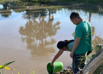 Filhotes de jacaré são encontrados próximos à escola em Miracema